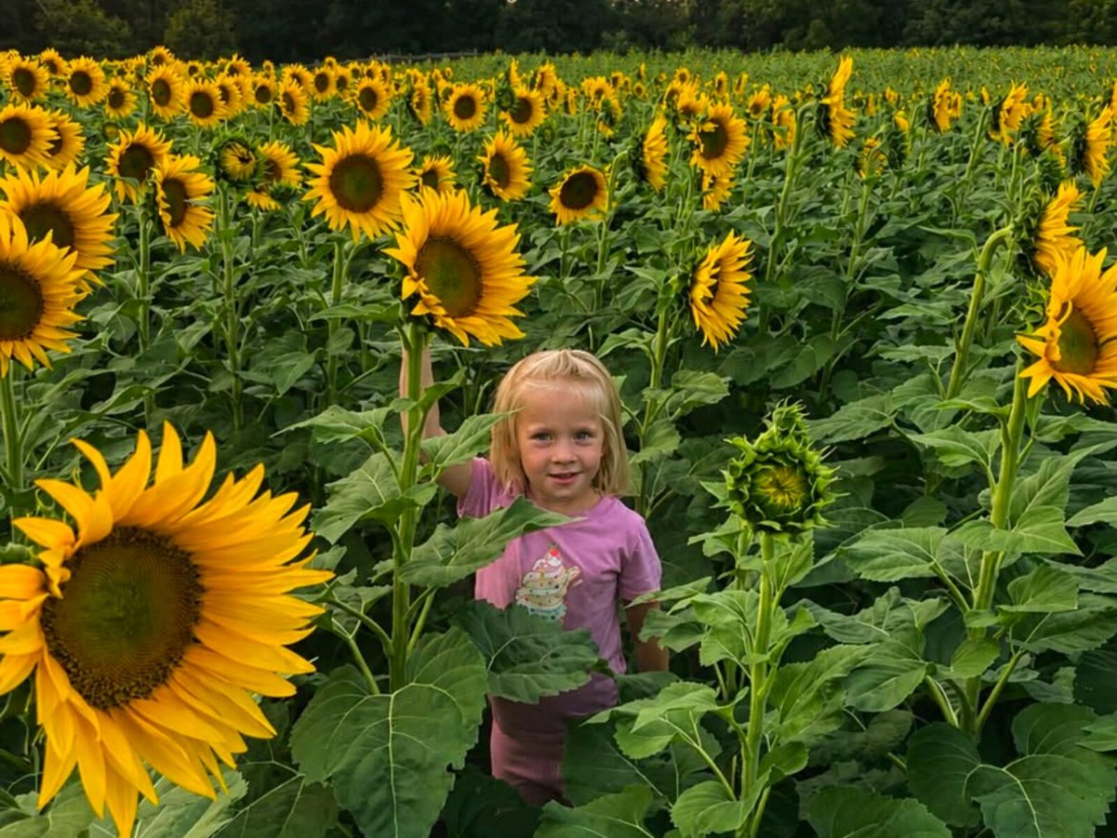 Girl standing among sunflowers in the field
