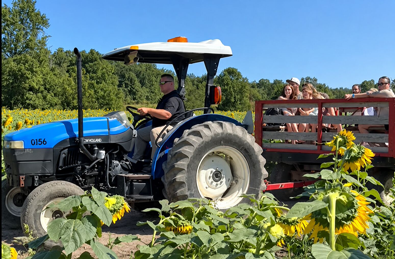 Tractor-drawn wagon ride through the sunflower field